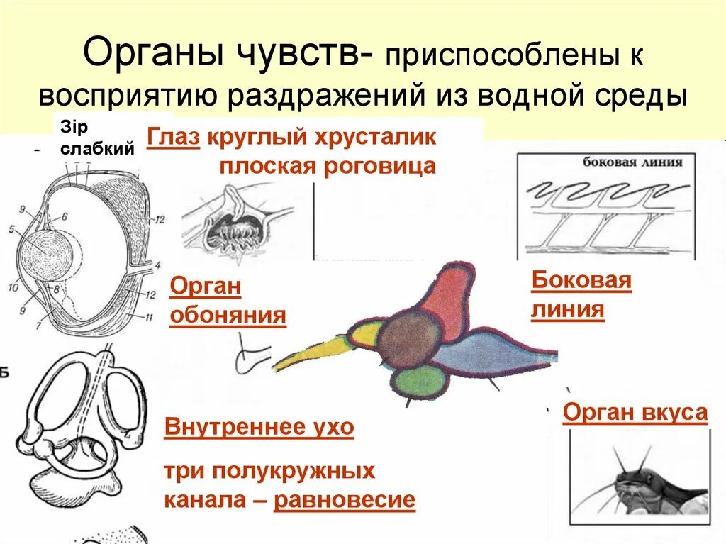 Органы чувств. Органы чувств птиц. Строение органов чувств. Органы осязания у птиц.