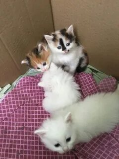Котят которых продают