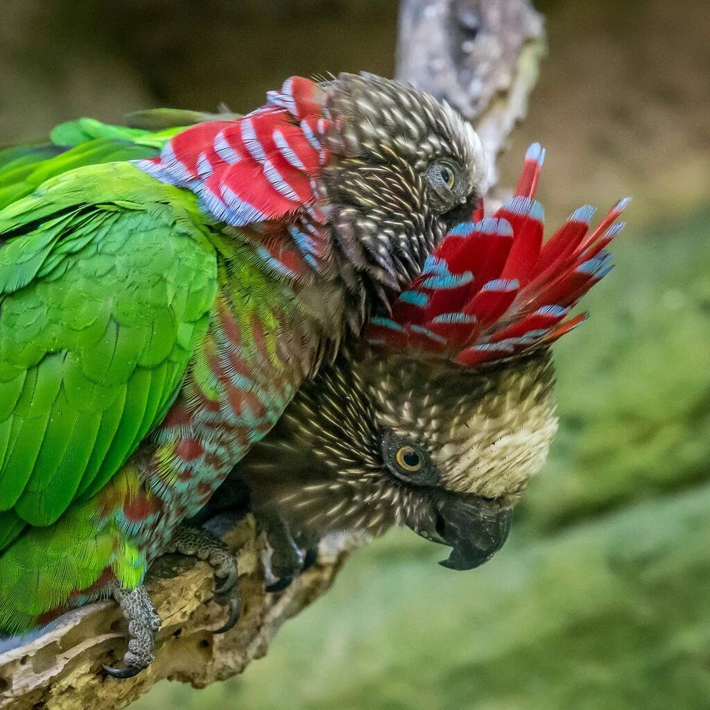 I ve parrot. Веерные (ястребиноголовые) попугаи. Попугаи неразлучники Какаду. Мадагаскарский попугай. Попугай Deroptyus accipitrinus.