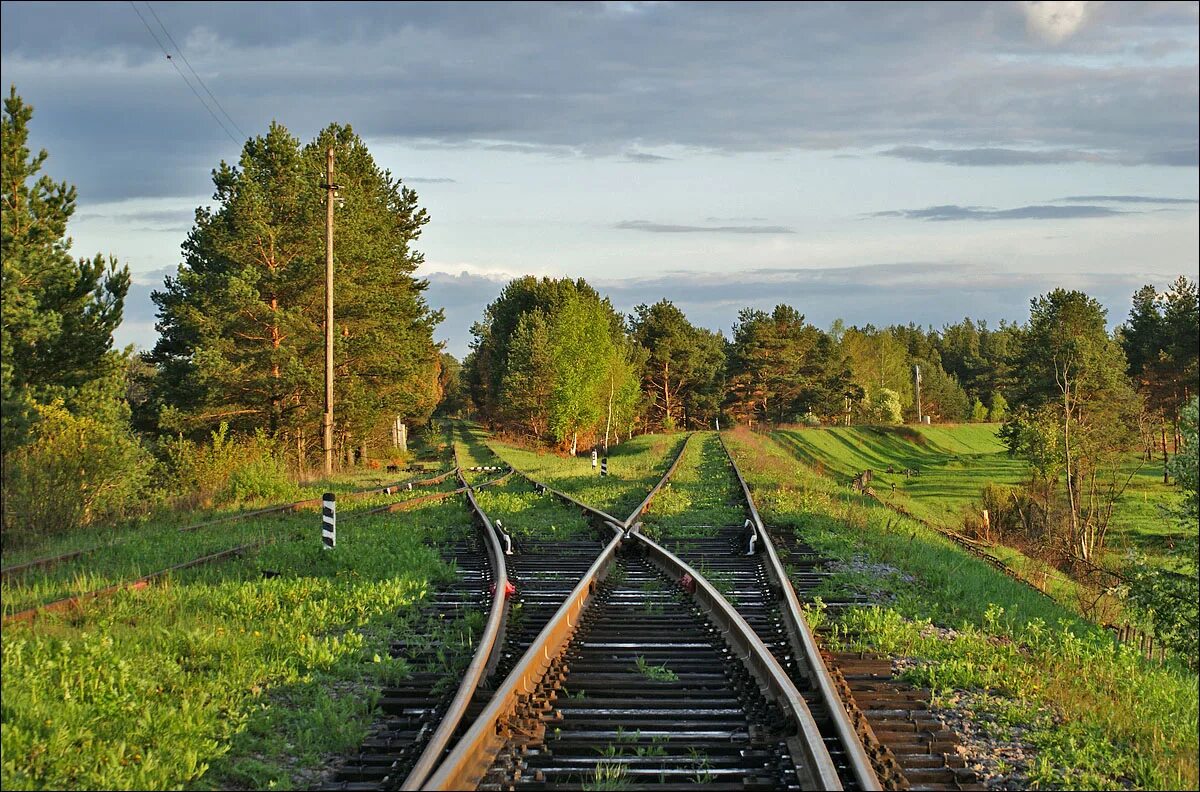 Озвучить путь. Развилки железных дорог. Железная дорога в лесу. Развилка железнодорожных путей. ЖД линии.