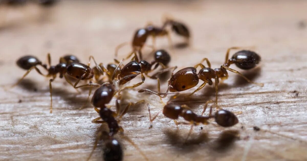 Solenopsis invicta. Муравьи сонник для женщины. Снятся муравьи. К чему снятся муравьи в большом количестве женщине. Муравьи сонник для женщины.