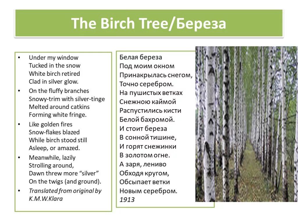 Стих белая береза на английском. Есенин берёза на английском. Белая берёза стих. Стихи Есенина береза на английском. Березка перевод