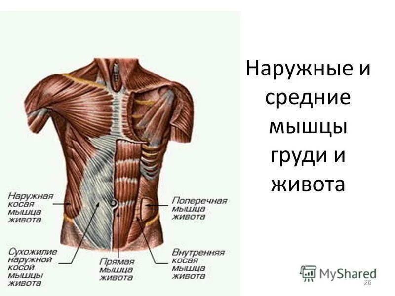 Сухожилие наружной косой мышцы живота функция. Внутренние мышцы живота анатомия. Наружная косая мышца живота анатомия. Антагонист наружной косой мышцы живота.