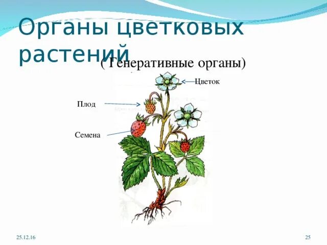 Строение растения 6 класс биология тест. Органы цветковых растений. Название органов растений. Органы цветковых растений 6 класс биология. Строение цветкового растения.