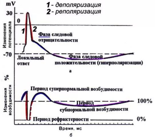 Стадия реполяризации соответствует. Фаза деполяризации мембраны. фазы потенциала действия и возбудимости. фаза реполяризации потенциала действия. деполяризация мембраны это в физиологии.