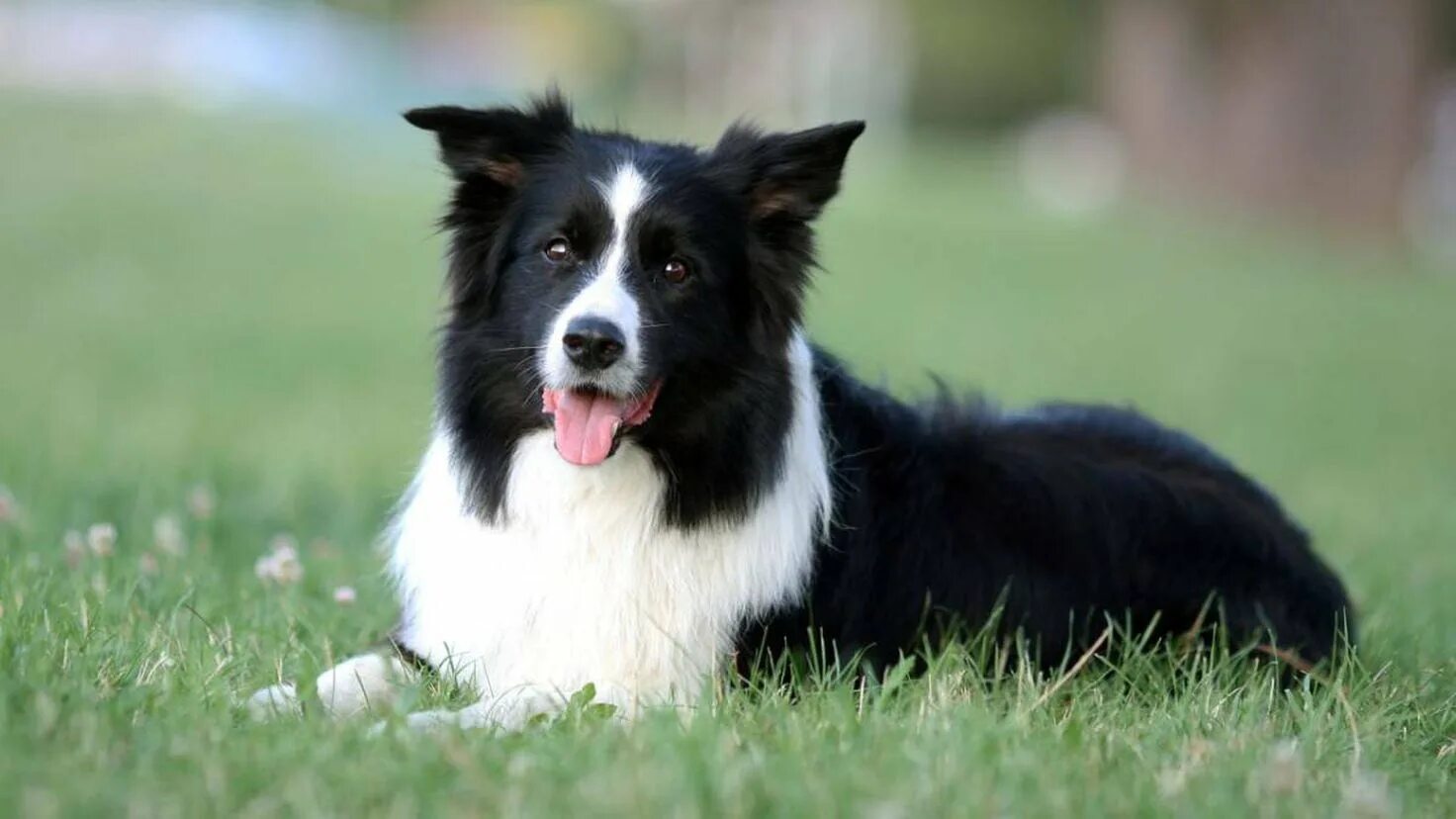 Free Images : meadow, animal, sit, border collie, look, vertebrate, wise, attent