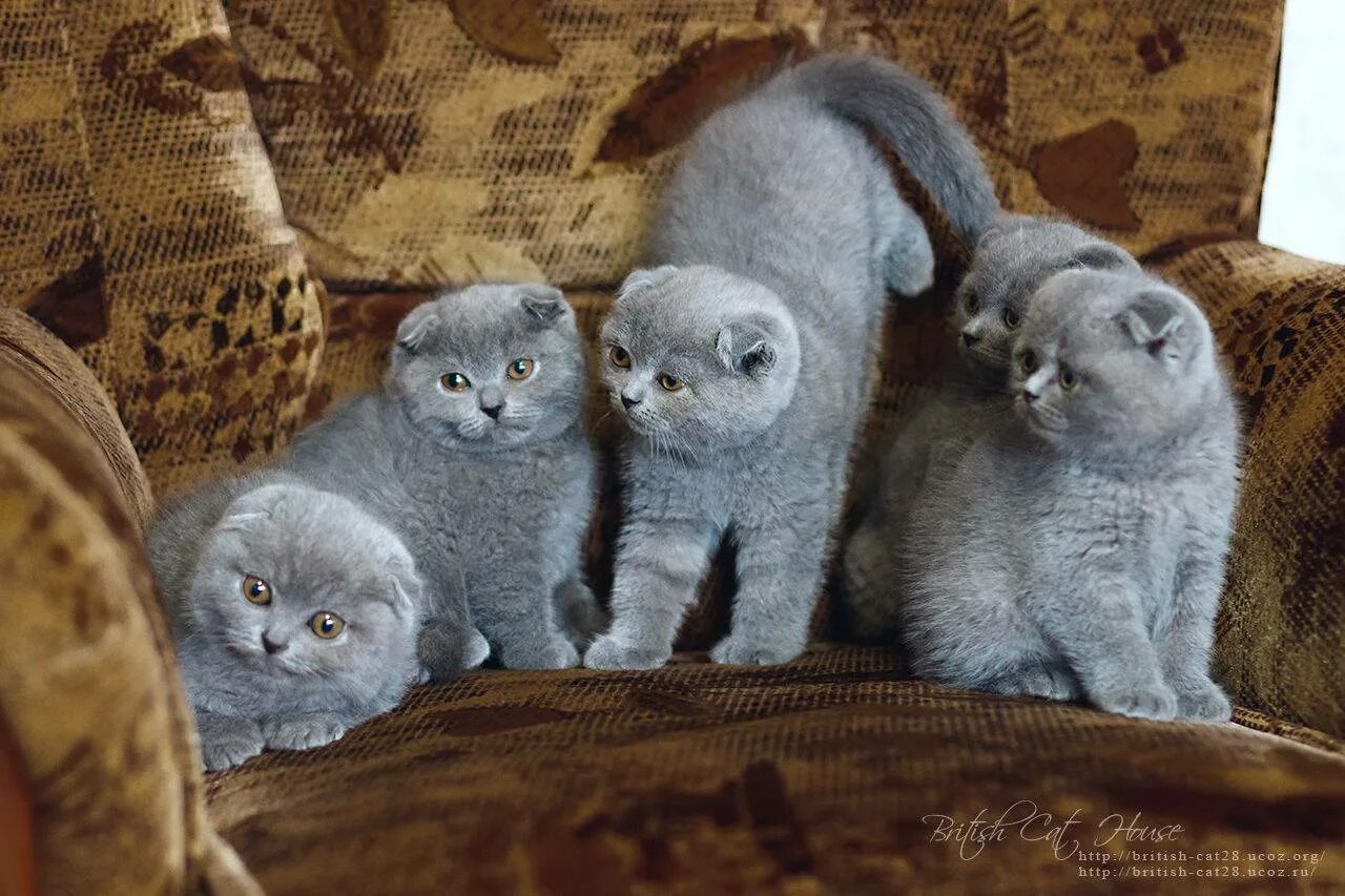 Британский кот вислоухий кот. Шотландский вислоухий кот. Британские котята скоттиш фолд. Есть британские вислоухие кошки. Скоттиш фолд британец вислоухий.
