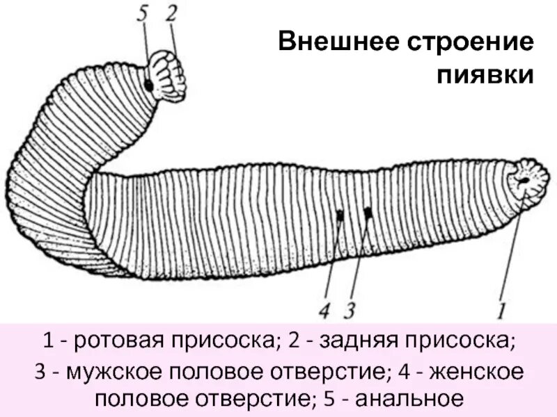 Сегментация у червей. Внешнее строение пиявки червей. внешнее строение медицинской пиявки. внешнее строение пиявки рисунок. внутреннее строение медицинской пиявки.