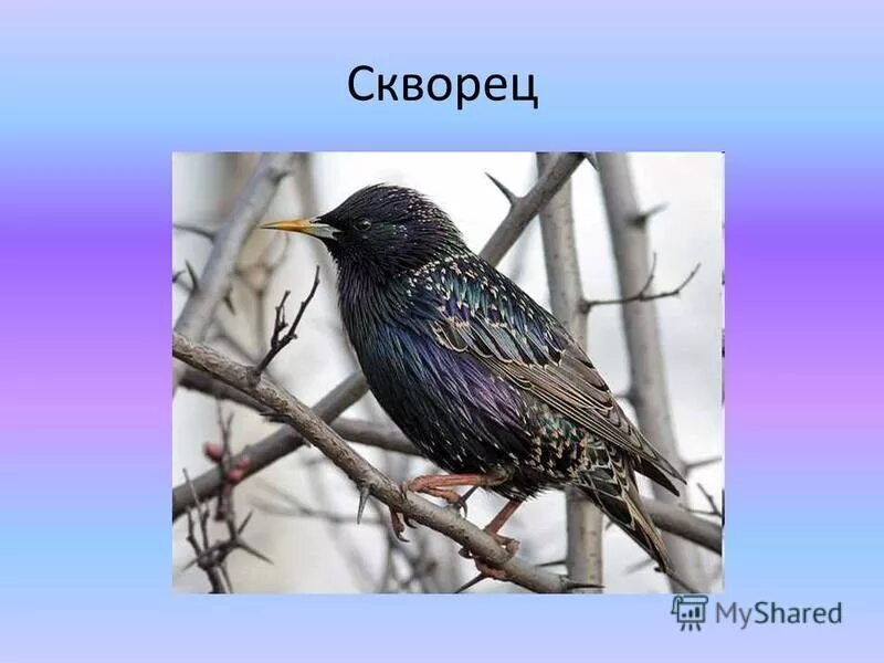 Скворец молодец 2 класс. Скворец. Скворец для детей. Скворец проект. Скворец для детей с названием.