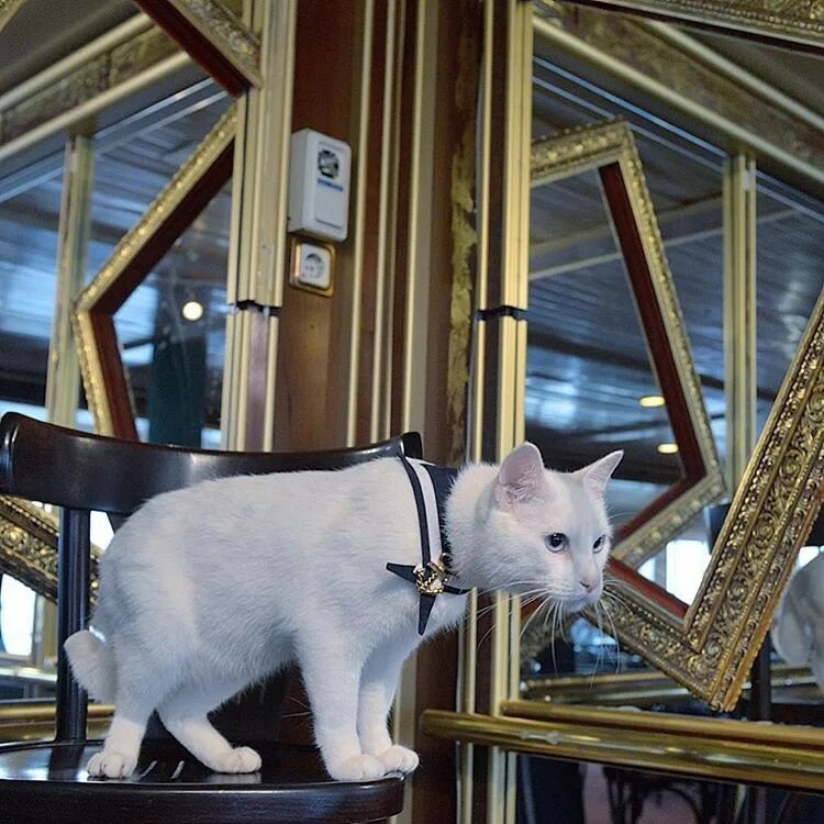 Эрмитаж коты. Эрмики коты эрмитажа. эрмитажные коты эрмитажные коты. эрмитажные коты в эрмитаже. коты охранники эрмитажа.