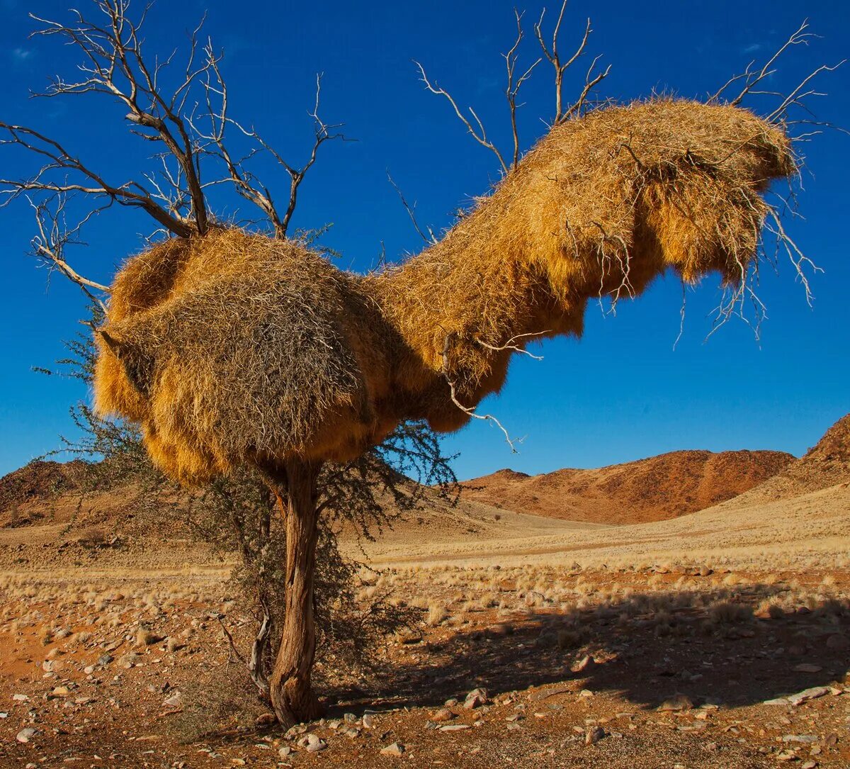 Тапир животное. Гнездовики фото в реальной жизни. Морской слизень пикачу. Thecacera pacifica. Гнездовики в реальной жизни.