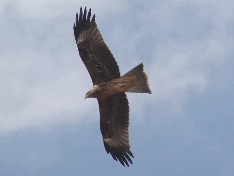 Хищные птицы башкирии. Сокол в башкирии. Лунь канюк тетеревятник. Пустельга забайкальная. Хищные птицы урала.