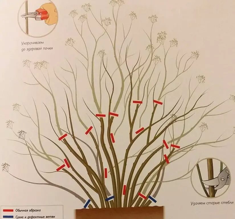 Можно ли обрезать сухие ветки. Формировка спирея серая. Спирея обрезка схема. Спирея серая обрезка весной. Схема обрезки спиреи серой.