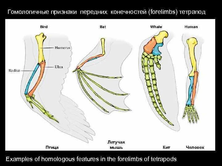 Гомологичные органы крыло птицы и ласты кита. Эволюция конечностей позвоночных. Гомология передних конечностей. Гомологичные конечности позвоночных. Эволюция передней конечности.