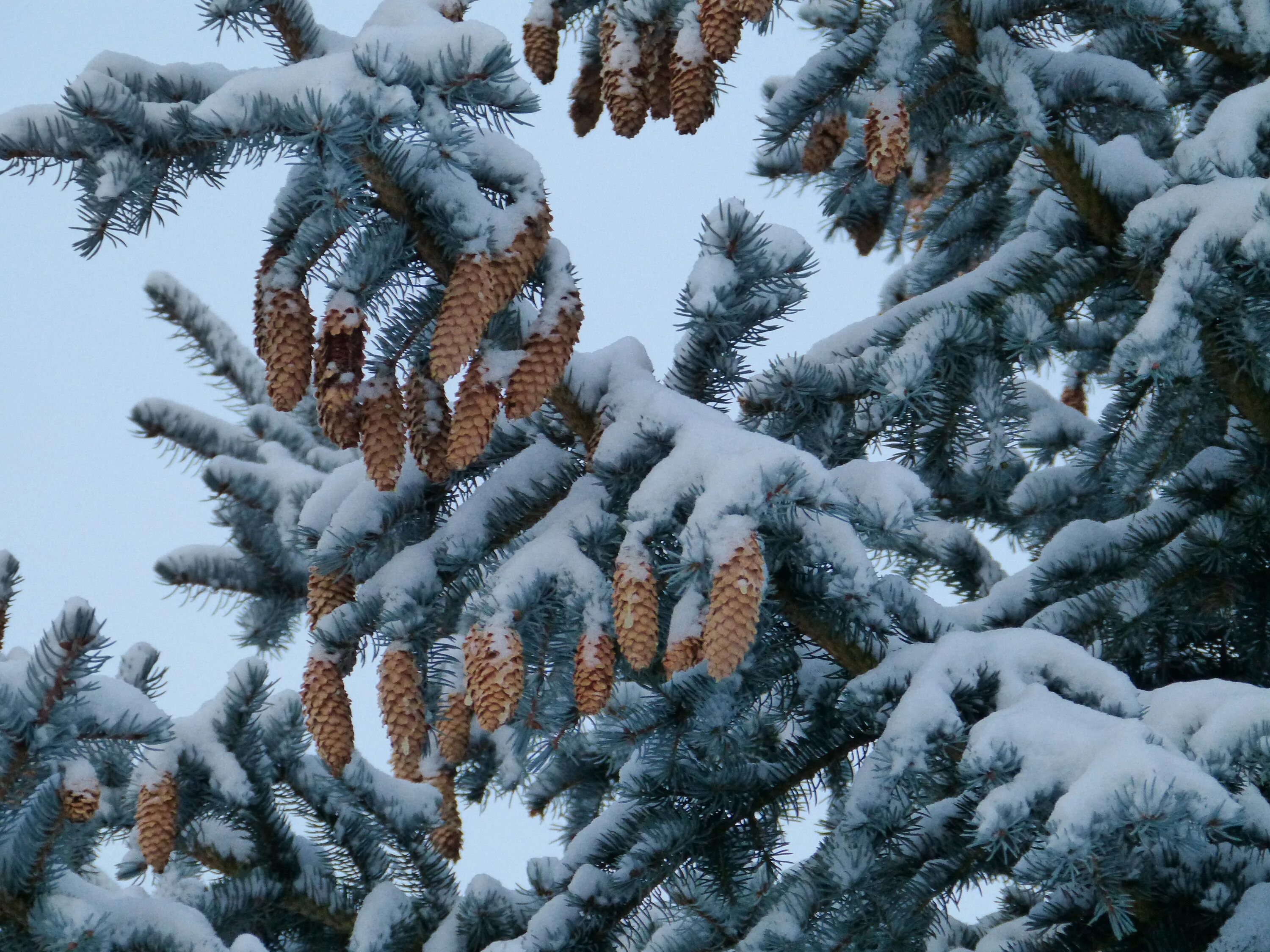 Ель в снегу. Деревья и кустарники зимой. Хвойные деревья в снегу. Хвойные растения зимой. Деревья в зимнем наряде.