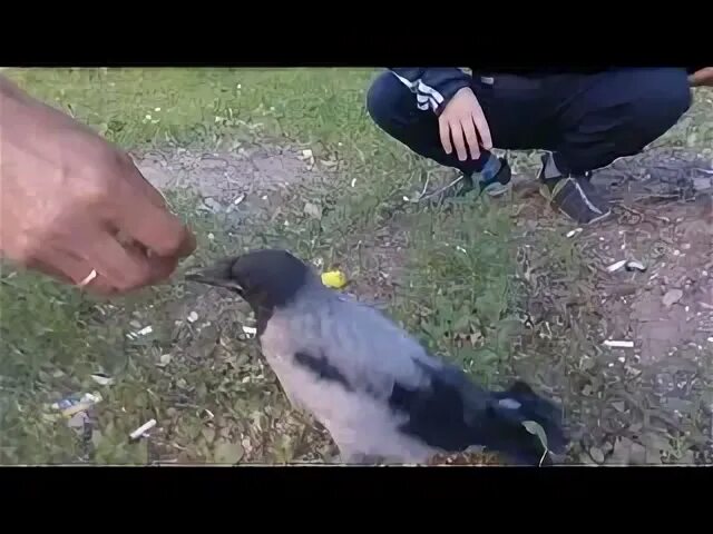 Городские птицы вороны. Ворон во дворе. Ворона бабушка. Ворона во дворе. Ручной ворон.