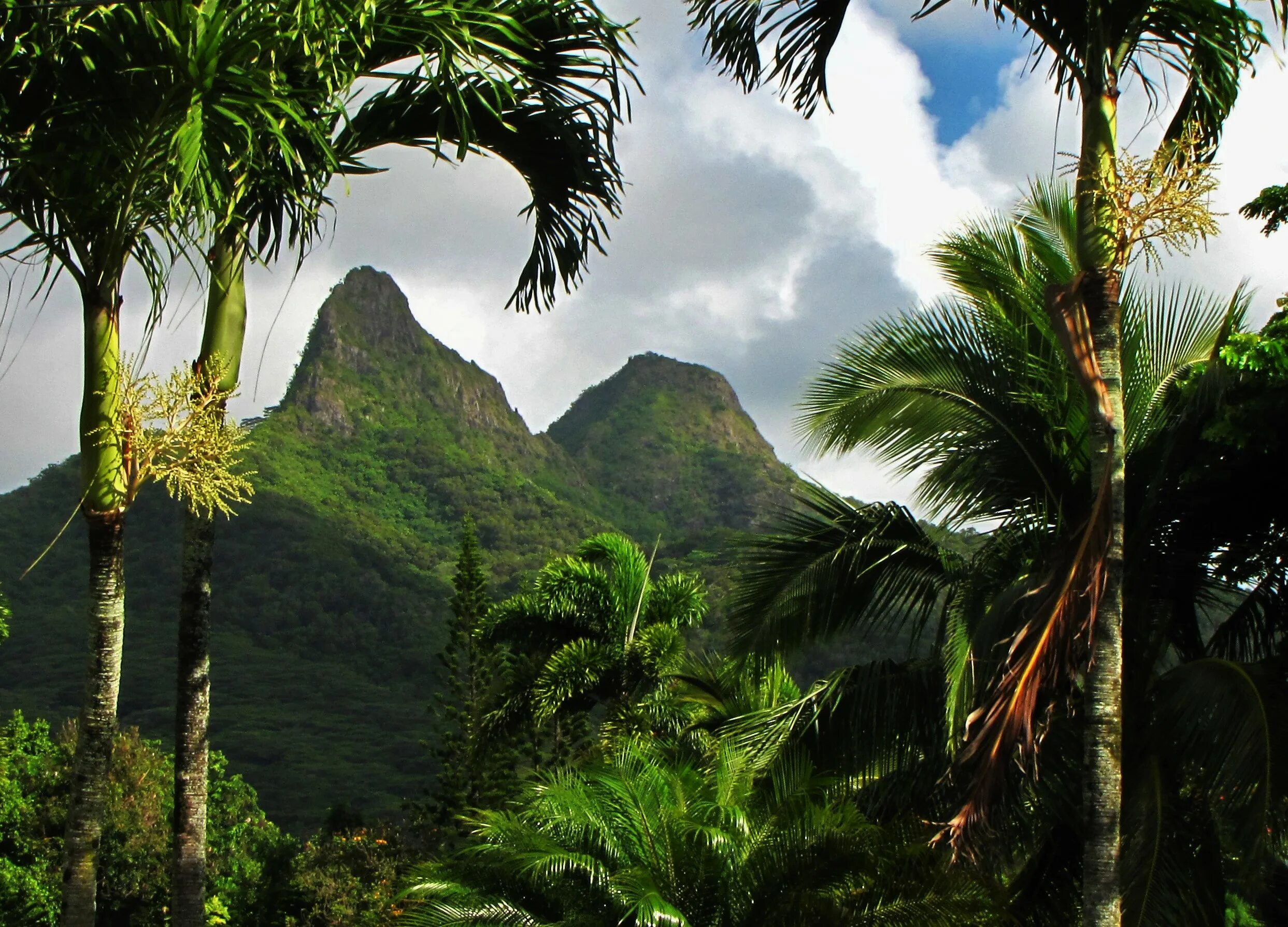 Север тайланда горы. Кауаи джунгли. Тропические леса гималаи. Тропический лес в горах. Тропический лес в горах.