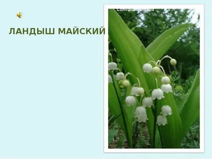 Книга ландыши
