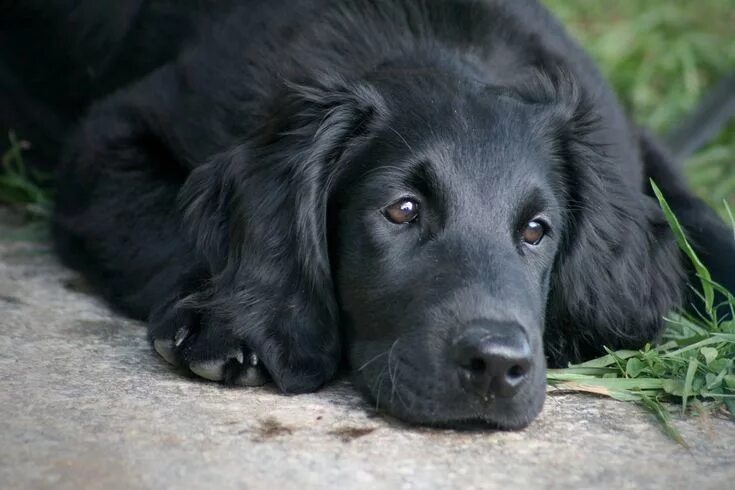 Besi Dog Mixed Breed Black free image download