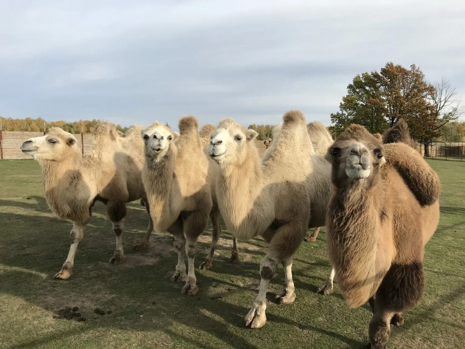 Болгары верблюжья ферма. Верблюдица ферма. Булгар верблюжья ферма. Этнопарк кочевник верблюжья ферма. Верблюжья ферма.