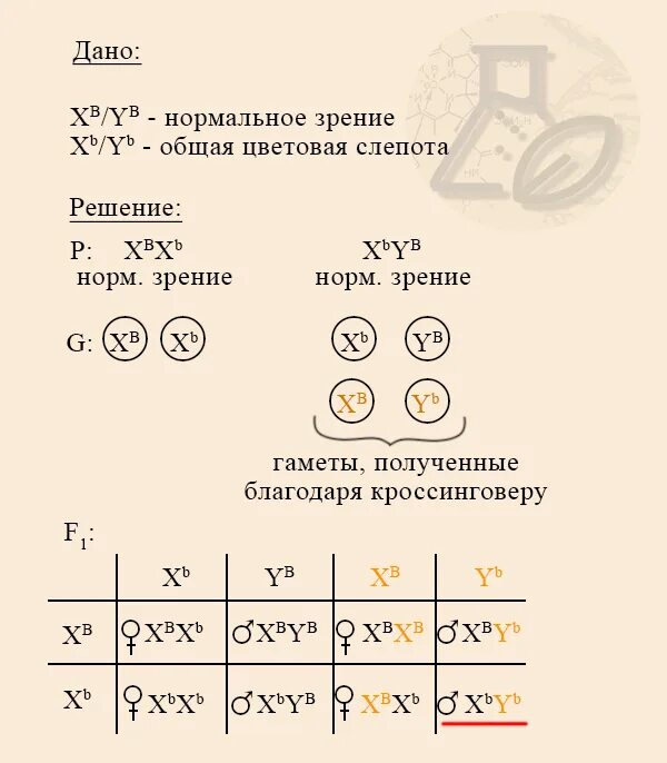 Ген общей цветовой слепоты. Псевдоаутосомное наследование задачи ЕГЭ биология 2023. Псевдоаутосомный Тип наследования. Псевдоаутосомные задачи. Псевдо аустосомное наследование.