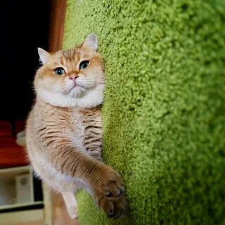 Котик знает