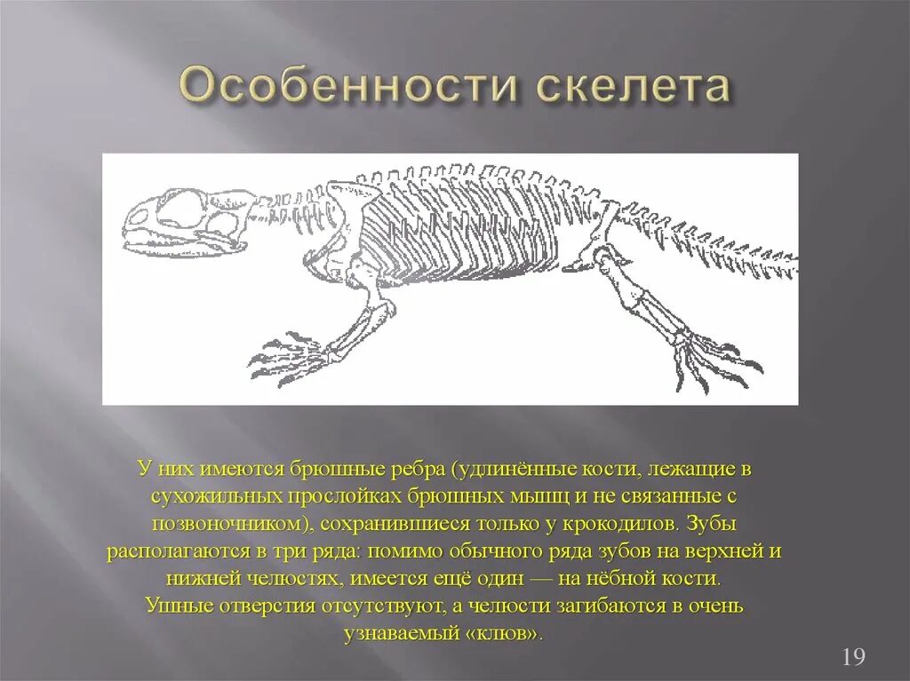 Пресмыкающихся имеется хорошо развитый киль. Брюшные ребра у рептилий. Скелет пресмыкающихся. Скелет крокодила. Строение скелета рептилий.