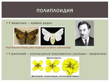 Полиплоидный тутовый шелкопряд