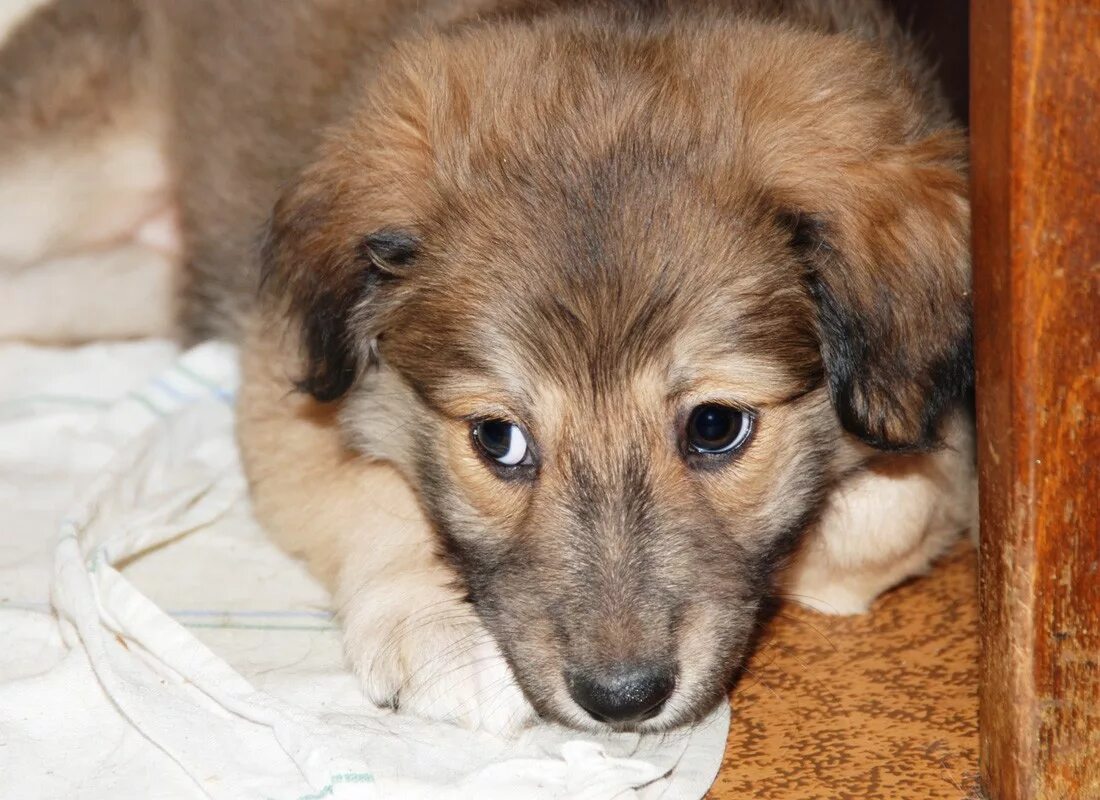 Собачки в хорошие руки бесплатно. Щенки дворовой породы в месяц. Отдам добрые руки щенков породистую. Породистый щенок в хорошие руки. Собак которых отдают в хорошие руки.