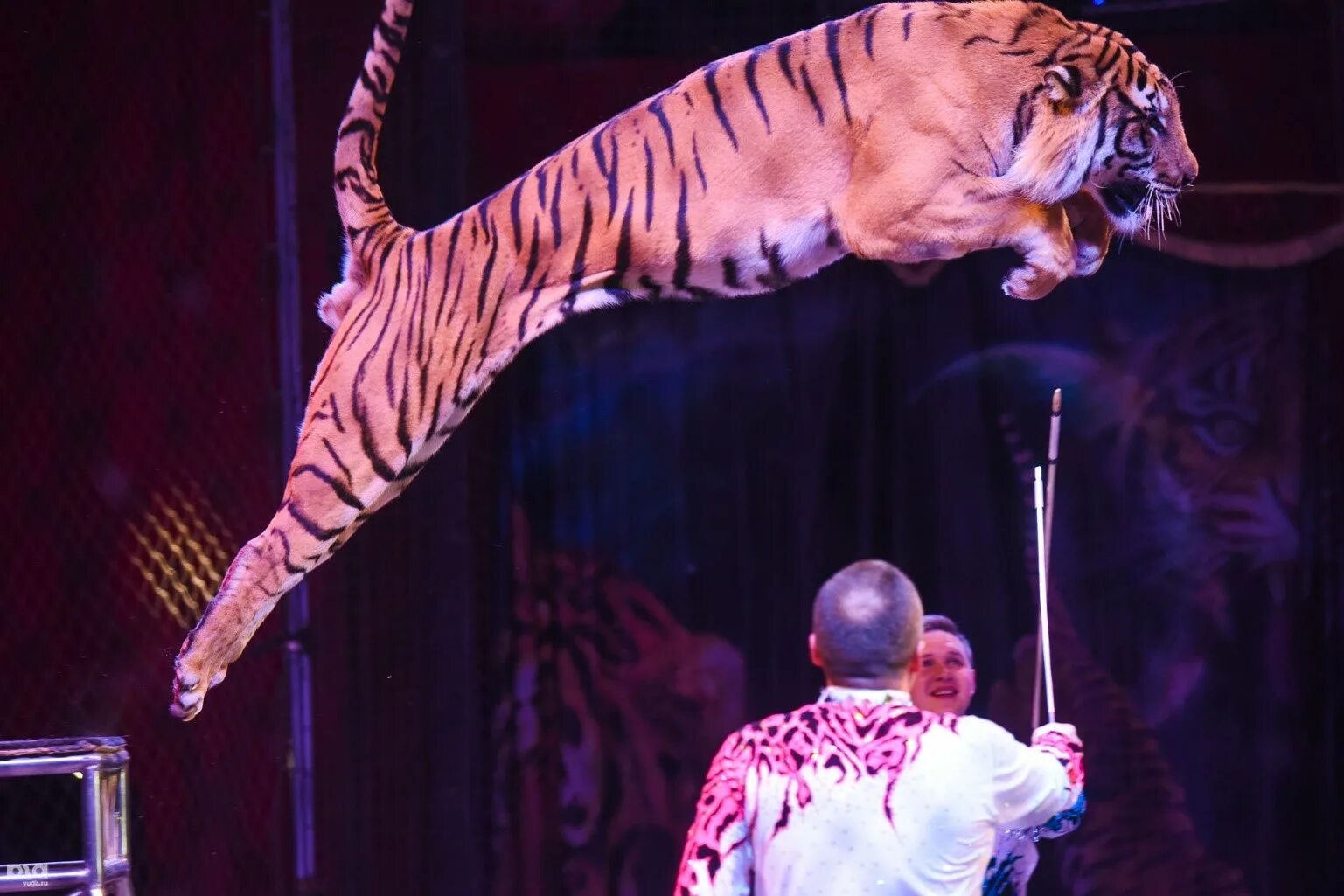 Братья запашные цирк. Акробаты цирка братьев запашных. Эквилибрист шпага. Акробат запашных. Акробат запашных.