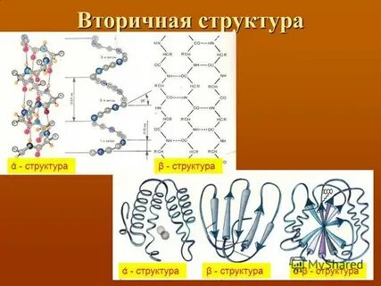 Белки строение химия