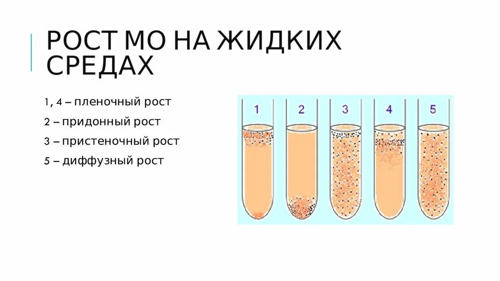 Рост микроорганизмов на жидких средах. Рост на жидких средах. Рост бактерий в жидкой среде. Рост бактерий на жидких питательных средах.