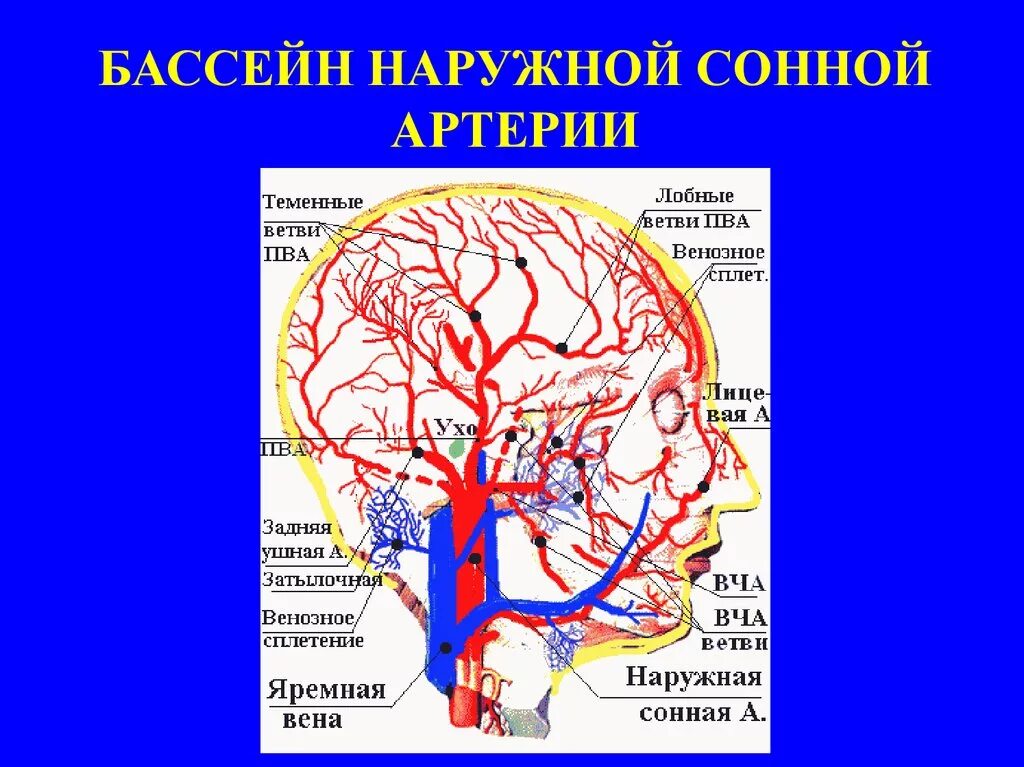 Магистральные артерии мозга. Fm отведение бассейн сонных артерий. Артерии от левой общей сонной артерии. Бассейн наружной сонной артерии. Внутренняя Сонная артерия.