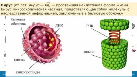 Клеточная структура вируса