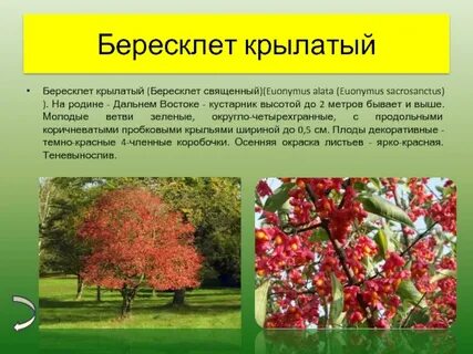 Бересклет крылатый фото и описание кустарника