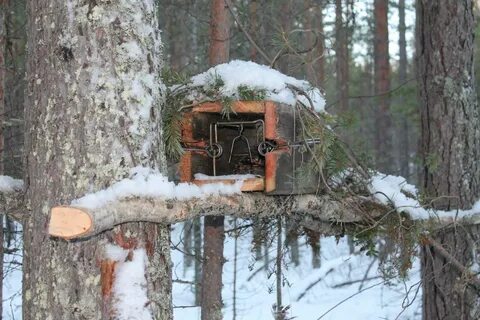 Капкан на куницу