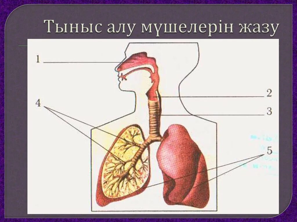 Органы дыхания человека 8 класс биология. Дыхательная система органов дыхания биология 8 класс. Система органов дыхания 8 класс биология. Дыхательная система органов дыхания 8 класс. Тыныс алу жүйесінің