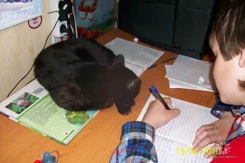 Найдите длину пути ученого кота ответ