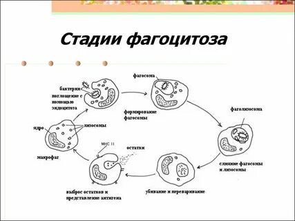 Процесс фагоцитоза