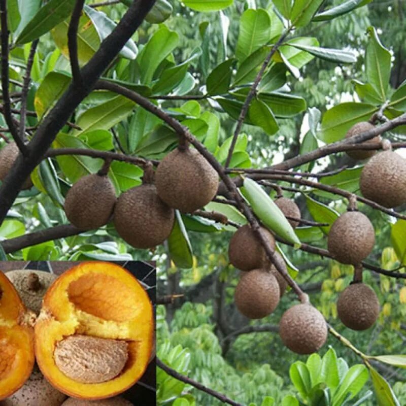 Какой фрукт растет в сочи манго. МАММЕЯ фрукт. Американский абрикос МАММЕЯ. Американский абрикос (МАММЕЯ американская). Саподилла фрукт.