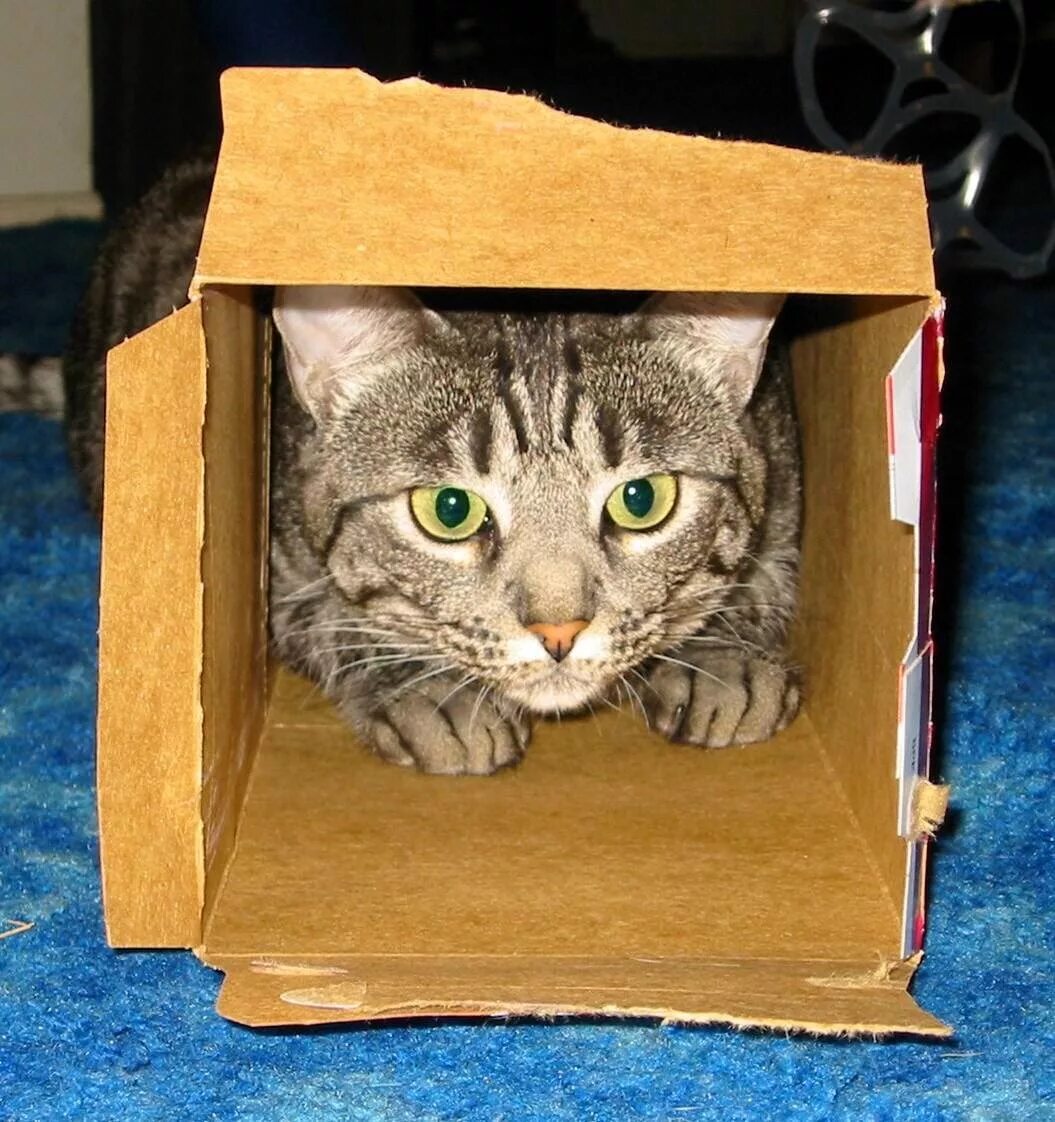 Почему коты любят коробки
