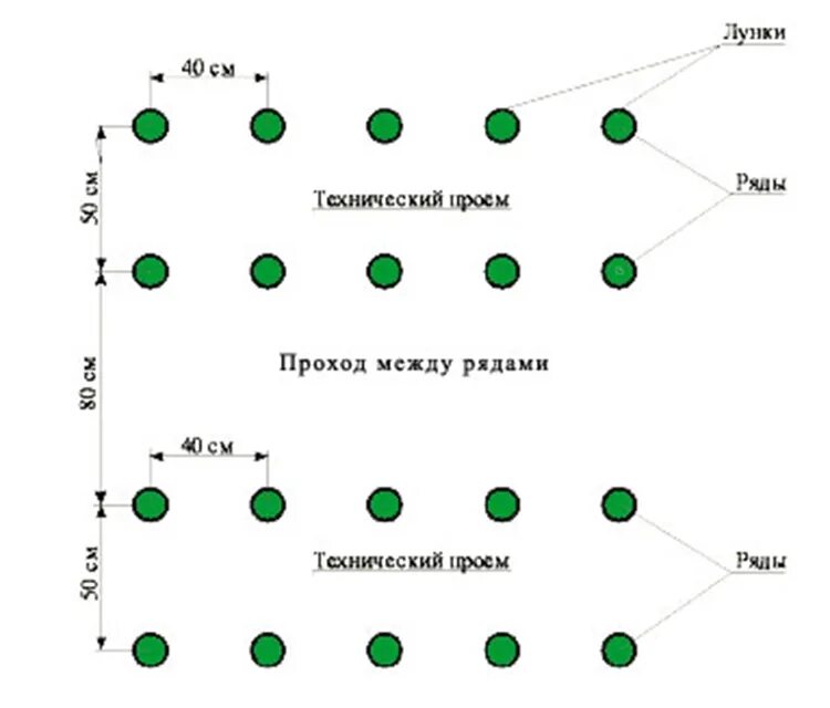 На каком расстоянии сажать свеклу. Схема посадки огурцов в теплице 3х5. Схема посадки огурцов в закрытом грунте. Схема посадки томатов в открытый грунт в один ряд. Схема посева огурцов в теплице.