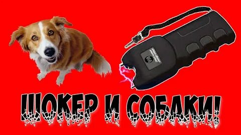 Какой лучший электрошокер от собак