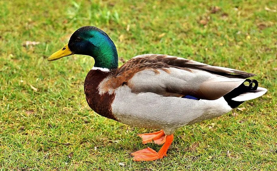P duck