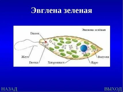 Движение эвглены в сторону источника света