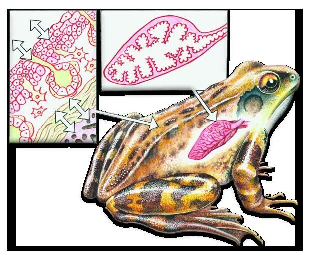 Дыхание лягушки в воде. Дыхательная система земноводных. Строение дыхательной лягушки. Газообмен лягушек. Дыхательная система для земноводных лягушек.