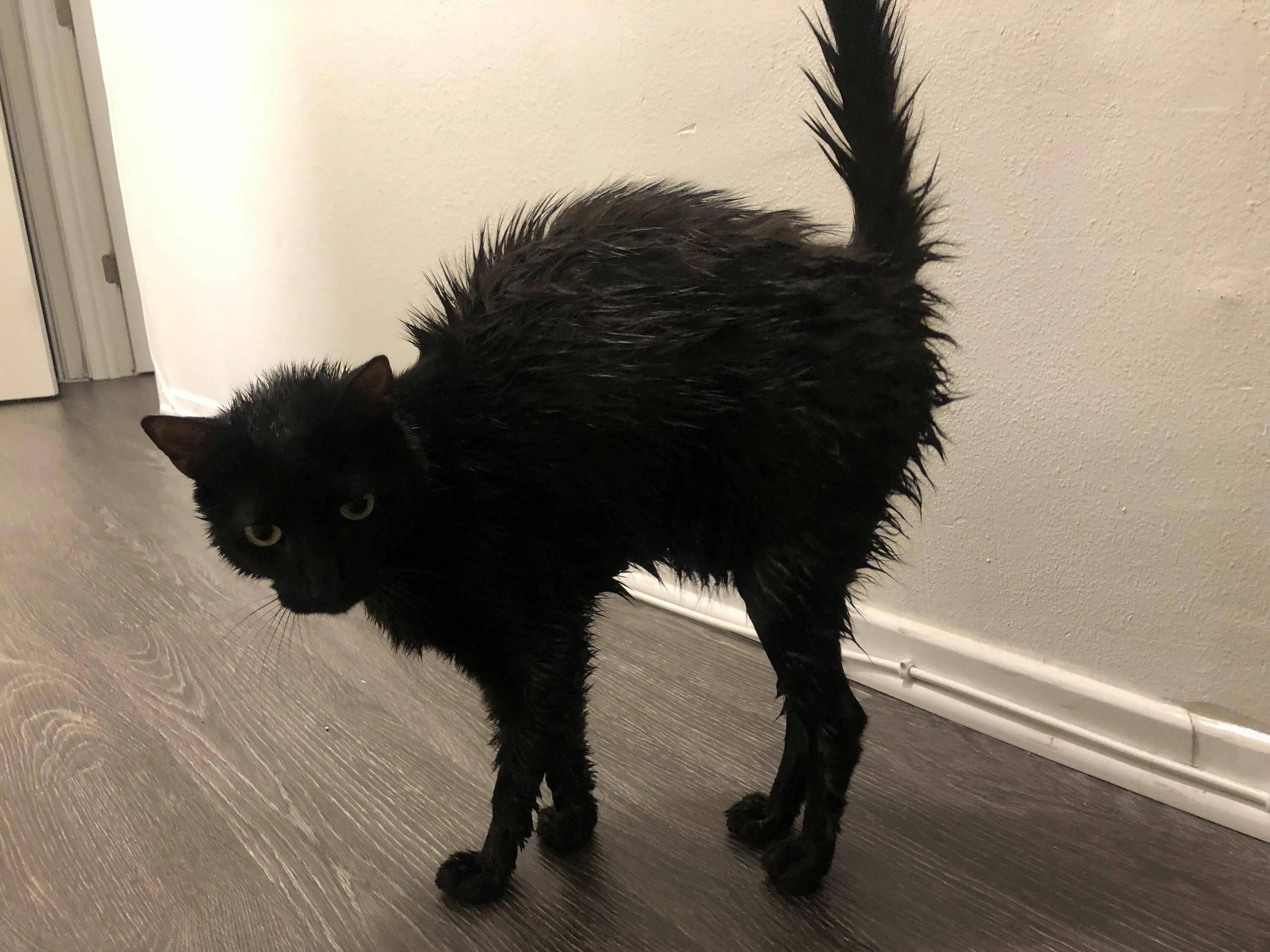 3 ужасных кота. Страшный черный кот. Страшные черные коты. Смешной черный кот. Страшный черный котенок.