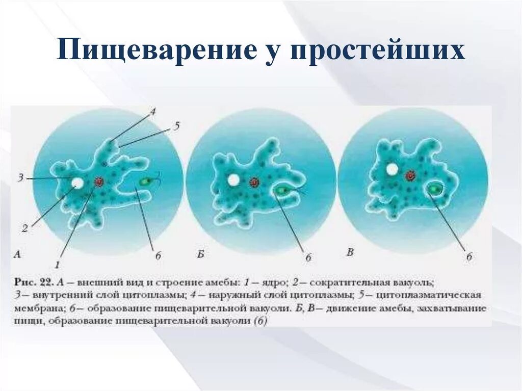 Амеба клеточный уровень организации