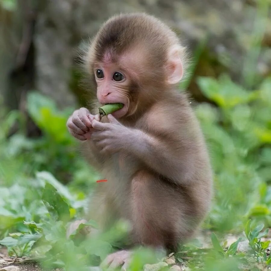 I like monkeys
