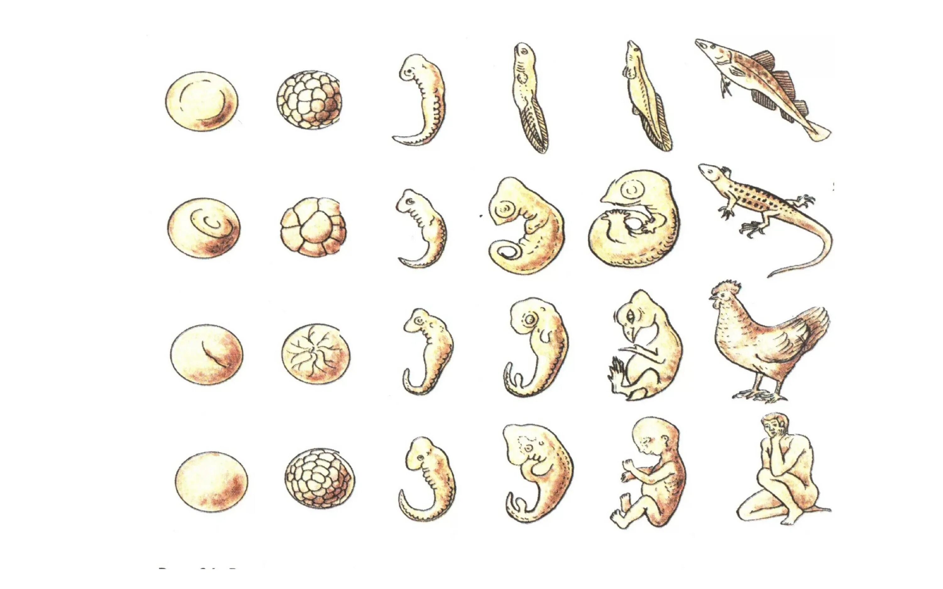 Онтогенез позвоночных закон геккеля. Ранние этапы развития зародышей позвоночных. Внешнее сходство яиц и зародышей животных и человека. Схема зародышей Геккеля. Таблица эмбрионов Геккеля.